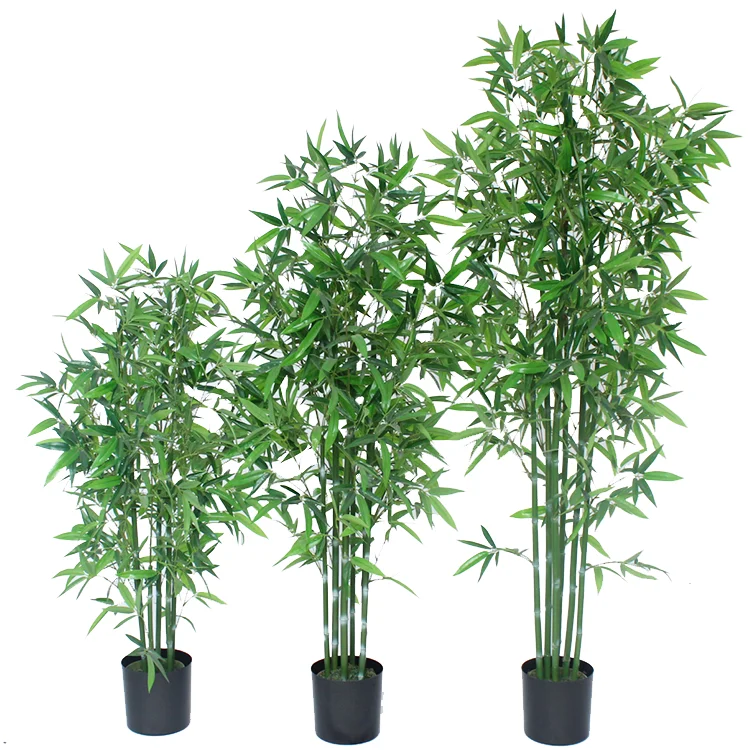 bamboo house plant