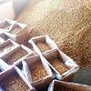 Factory Wholesale Customized Professional Walnut Kernels halves quarters pieces
