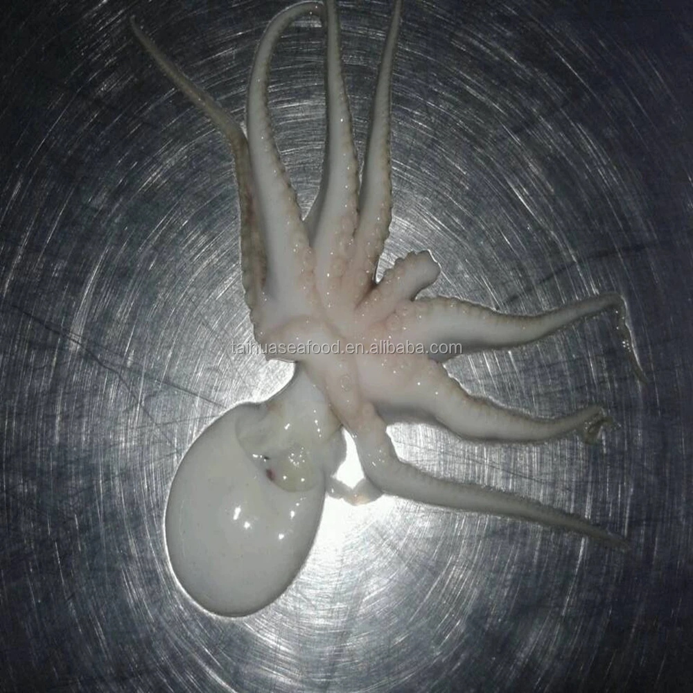 Bqf Frozen Octopus Seafood Fish High Quality Whole Frozen Small Octopus