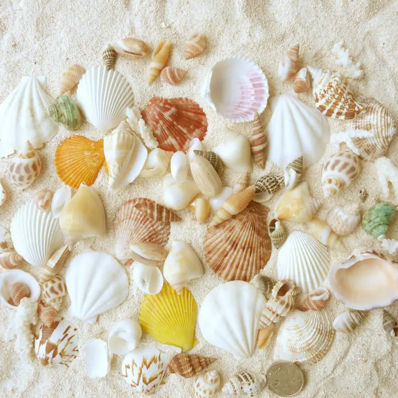 Wholesale Large Natural Craft Seashell In Bulk Buy Natural Seashell