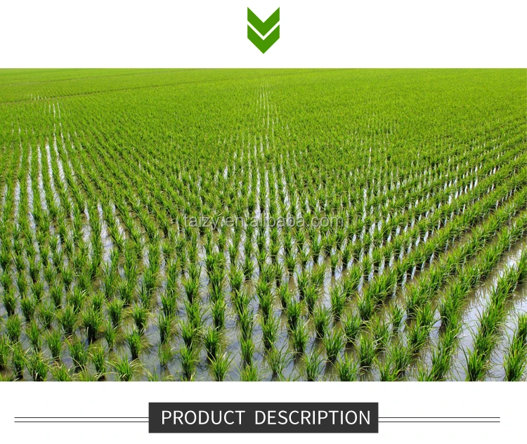 Rice planting machine (10)