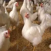 Bile acids help to solve layer dirty egg problem