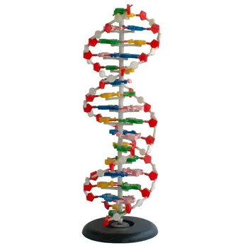 Dna Structure Demonstration Model Biology Model - Buy Teaching Model ...