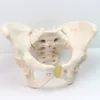 ENOVO/ Skeletal Model of the Female Pelvis, Life Size Model Shows Important Anatomy of the Pelvic Region, 12340