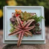 Picture Frame Creative Small Cacti Succulent Plant Pot Flower Pot Container Planter Gift Idea Desktop Decors