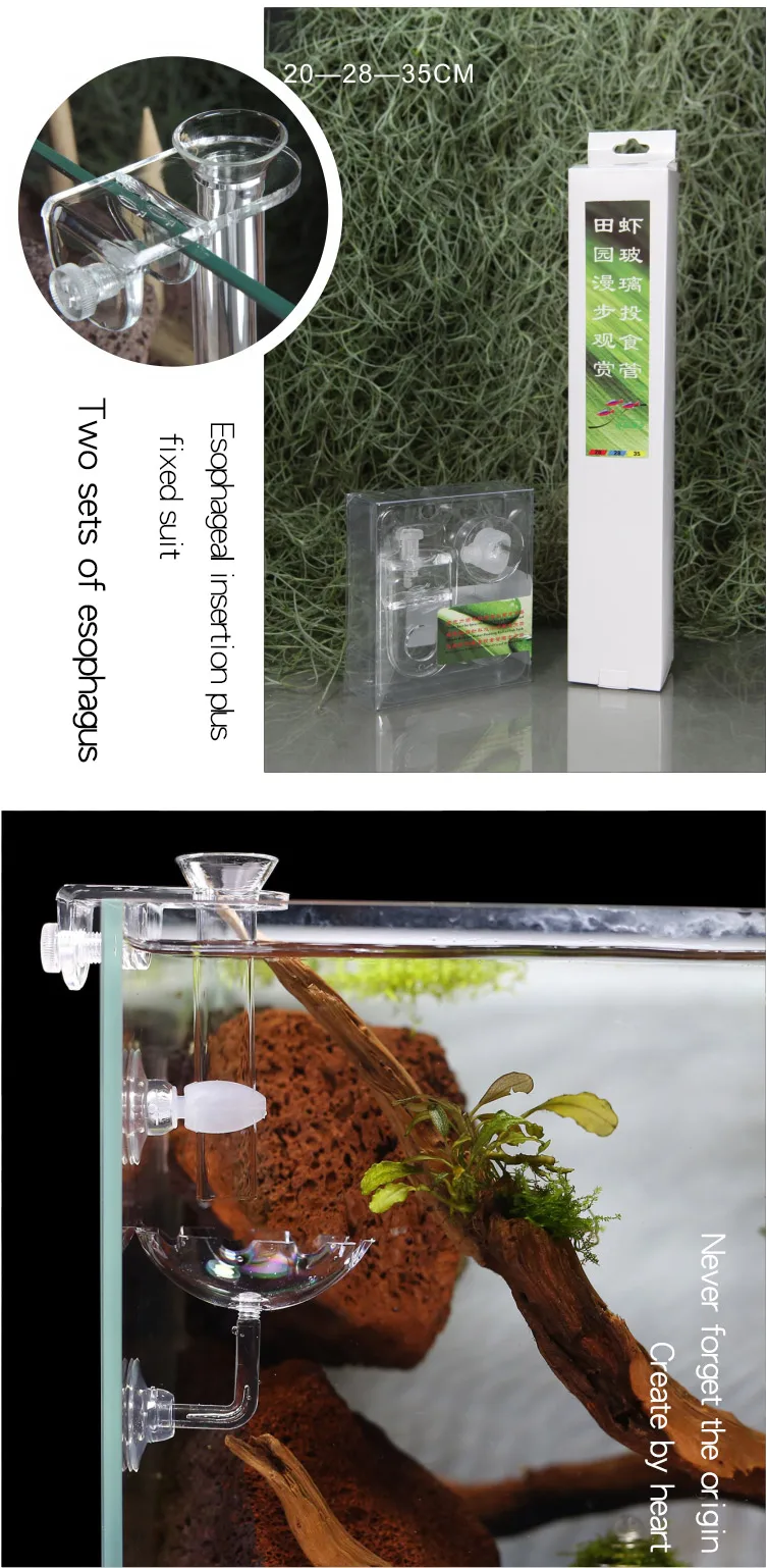 Idyllic Stroll Crystal Shrimp Feeding Esophagus Aerial Shrimp