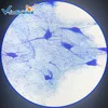 High school level Histology prepared slides/Embryology prepared slides
