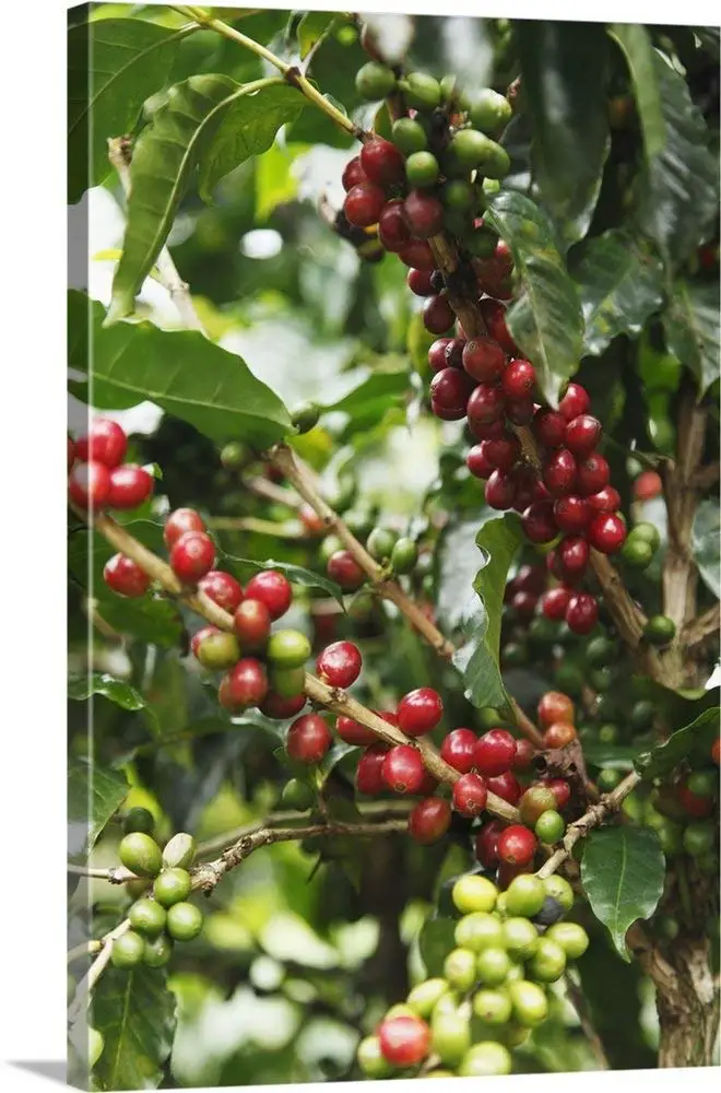 Gallery-Wrapped Canvas entitled Coffee Cherries Prior to Harvest by Great BIG Canvas 32"x48"