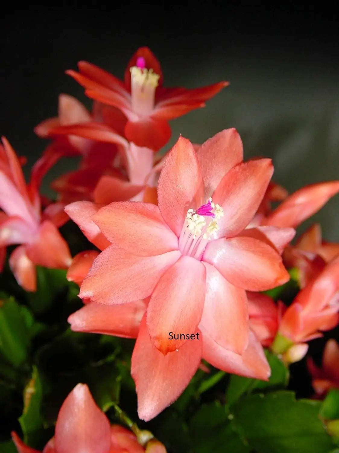 Cheap Christmas Cactus Sale Find Christmas Cactus Sale Deals On Line At Alibaba Com