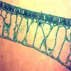 High quality clear plant disease prepared slides botany pathology microscope prepared slides for teaching