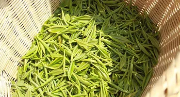 Spring New Green Tea Xinyang maojian Chinese Green Tea - 4uTea | 4uTea.com