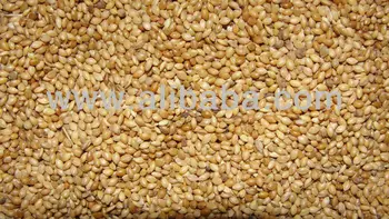 bird food thinai millet buy millet product on alibaba com bird food thinai millet buy millet product on alibaba com