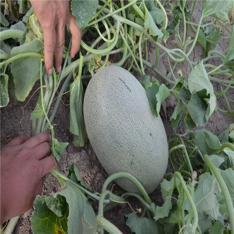 Thick Skin Japanese Early Maturity Melon Seeds Buy Japanese Melon