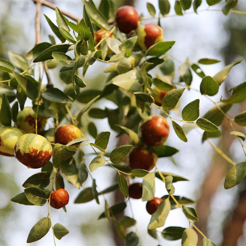 germination rate supply jujube seeds for planting as fruit tree