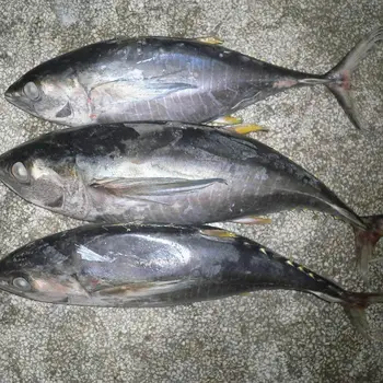 Hot Selling Whole Frozen Yellowfin Tuna With Reasonable 