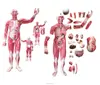 Life Size Human Whole Body Muscle Model with Inner Organs 29 Parts