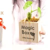 Creativity for Kids Magic Bean Garden, Reveal & Grow Magic Messages - Nature & Garden Kit For Kids ,Talking Bean I love You