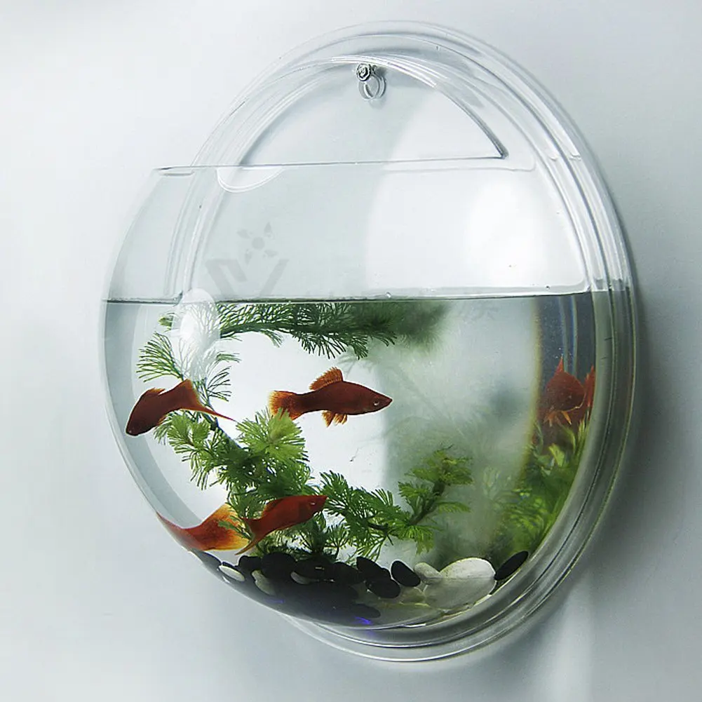 Рыбки которые живут без кислорода. Рыбки для аквариума. Маленький аквариум. Круглый аквариум. Аквариум маленький круглый.