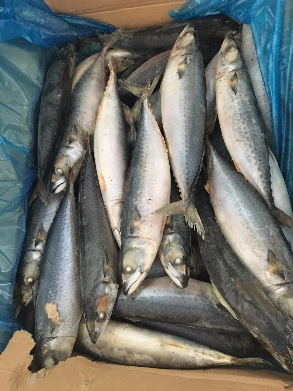 frozen mackerel frozen saba fish