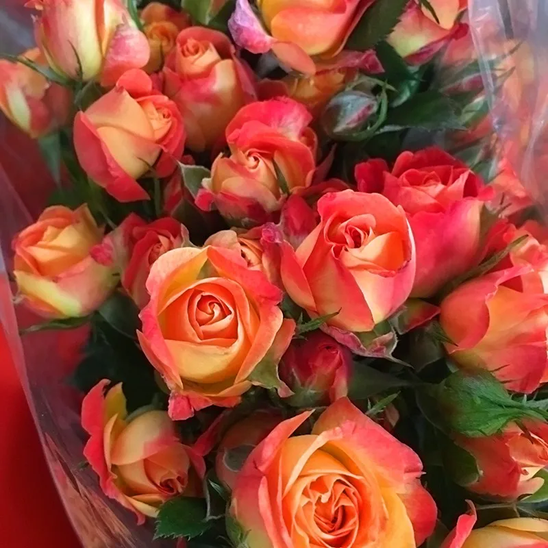 Fresh Cut Flowers Carnation Cut Flower Prices Garden Flowers Yunnan