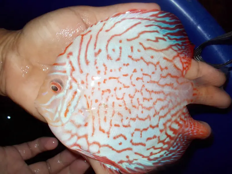 Koop laag geprijsde dutch set partijen groothandel dutch galerij