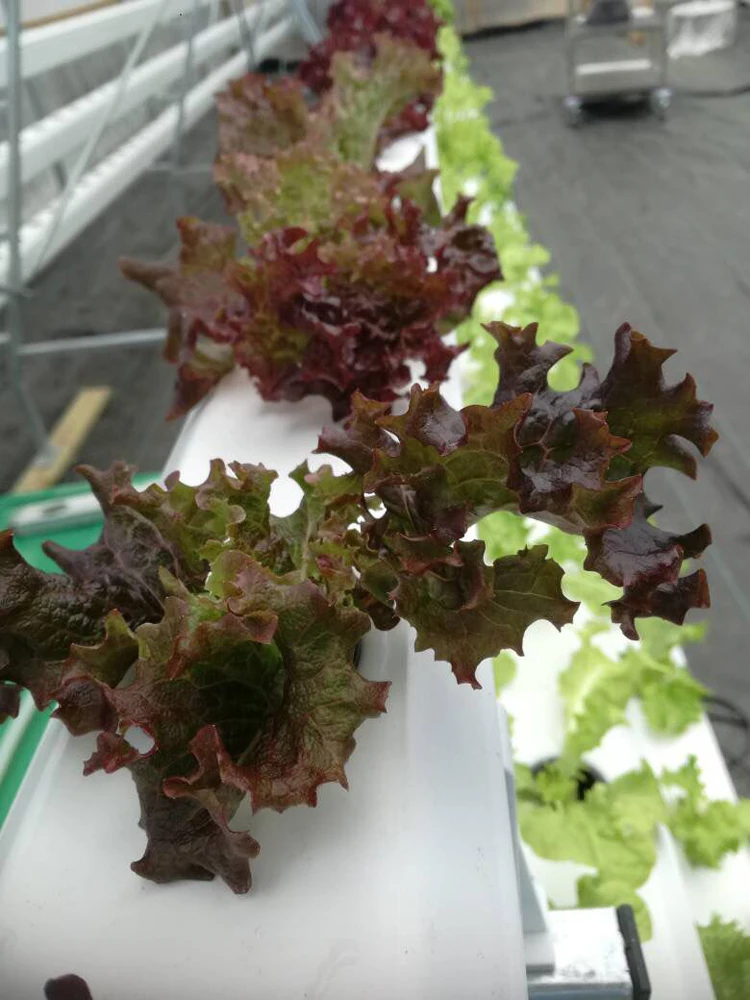 How long to grow lettuce in aquaponics What Is Best for an NFT System: Lettuce or Tomatoes?