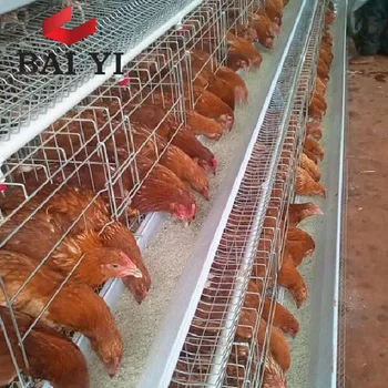 Poultry In Ghana Chicken Cage For Salebattery Cagechicken Coop For Laying Hens Buy Poultry In Ghana Chicken Cage For Salebattery Cagechicken