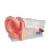 High Quality Medical Human Anatomical Ear Structure Model