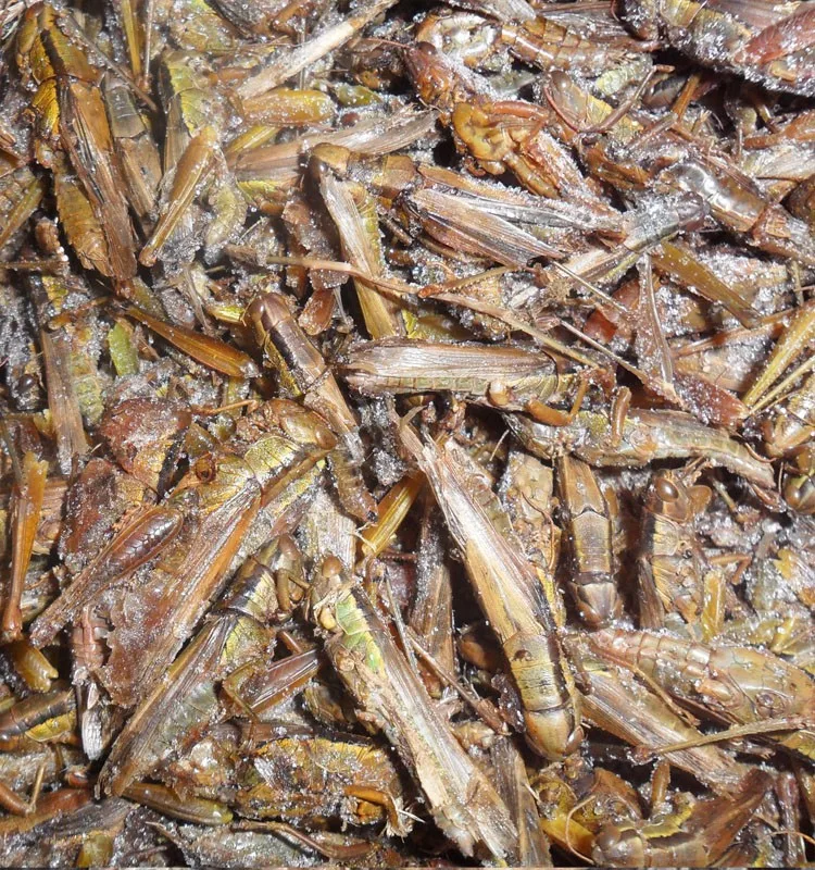 Freeze Dried Locusts For Pet Birds Food Supplies Buy Locusts,Dried Locusts,Freeze Dried