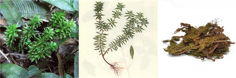 huperzia serrata.png