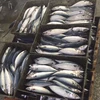 sea fish best seafood with fresh frozen mackerel fish/ pacific mackerel