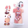 High Quality Medical 15 Parts School Science Teaching Aid Torso For Children Male Genital Organ Reproductive Anatomy Model