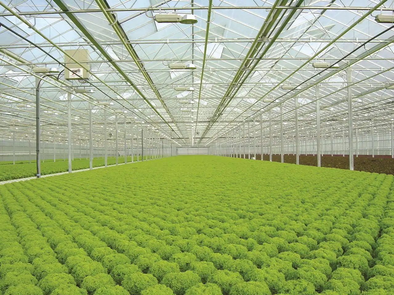 greenhouse 6.jpg