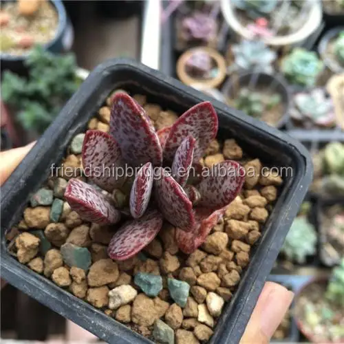 Adromischus Marianiae 6.jpg