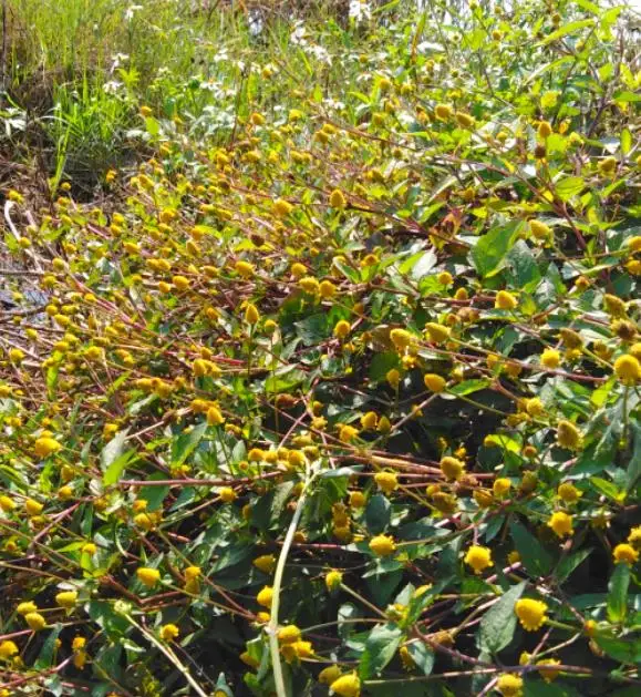 Acmella oleracea.jpg