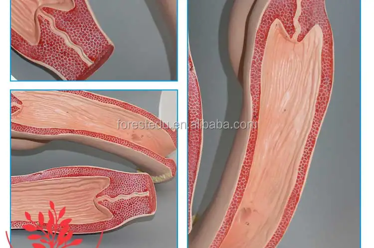 8 Cow anatomical model.jpg