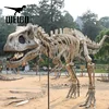 Best price superior quality dinosaur skeletons