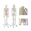 180cm arteries and nerves distributing in the whole body Skeleton Anatomy Model