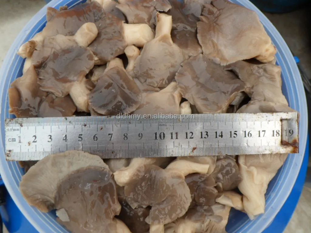 pleurotus mushrooms buyers for brined oyster mushrooms packing