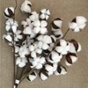 Wholesale Preserved Cotton Dry Flower White Natural Cotton Boll Stems
