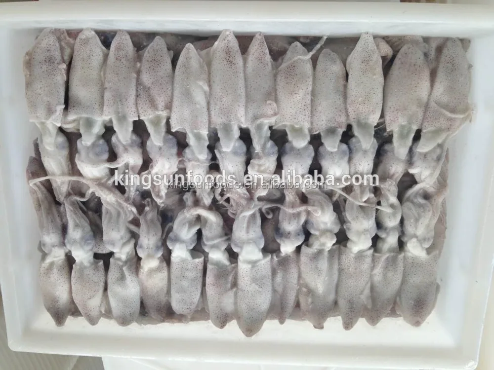 Popular Sale Bqf Baby Squid (loligo Japonica) - Buy Live Squid For Sale