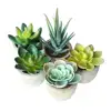 /product-detail/artificial-succulent-plants-faux-assorted-small-cactus-cacti-aloe-decorative-arrangements-with-gray-pots-62199004897.html