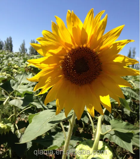 chinese organic sunflower seeds in shell with rich oil and