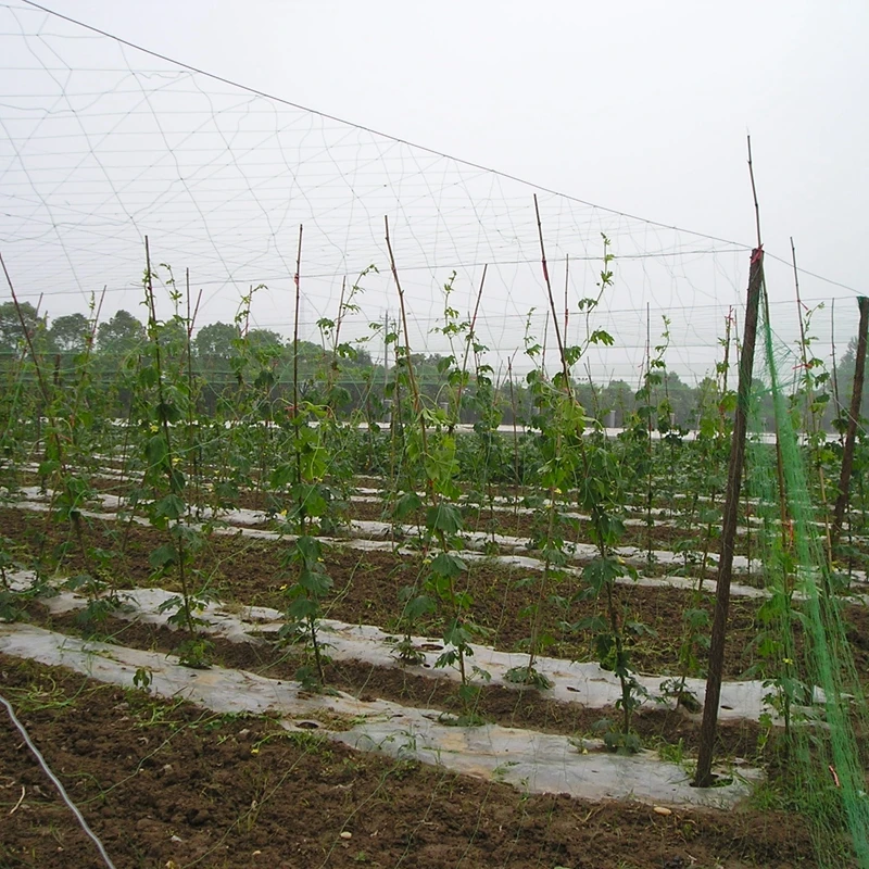 1.8x18 M 24x24 Cm Mesh Size White Plastic Plant Support Trellis Netting For Cucumber And Yam