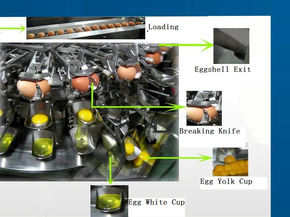 Egg Breaking Machineegg White And Egg Yolk Separator Buy Egg White