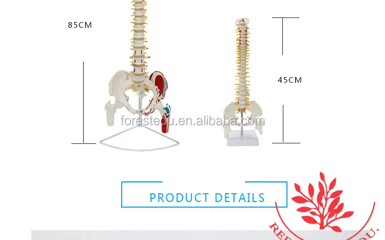 3 anatomy spine model.jpg