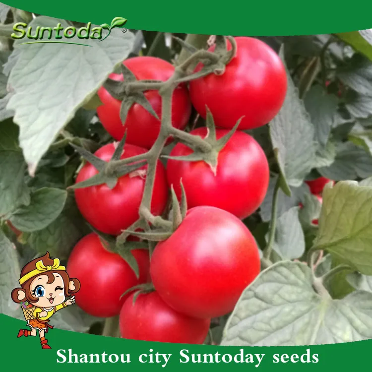 Indeterminate Hybrid Vegetable India Newton F1 Hybrid Tomato Seeds From