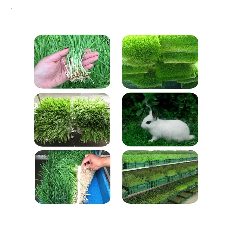 bud seedling machine (9).jpg