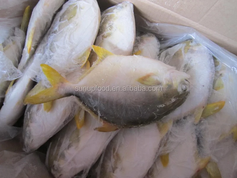 Frozen Golden Pomfret