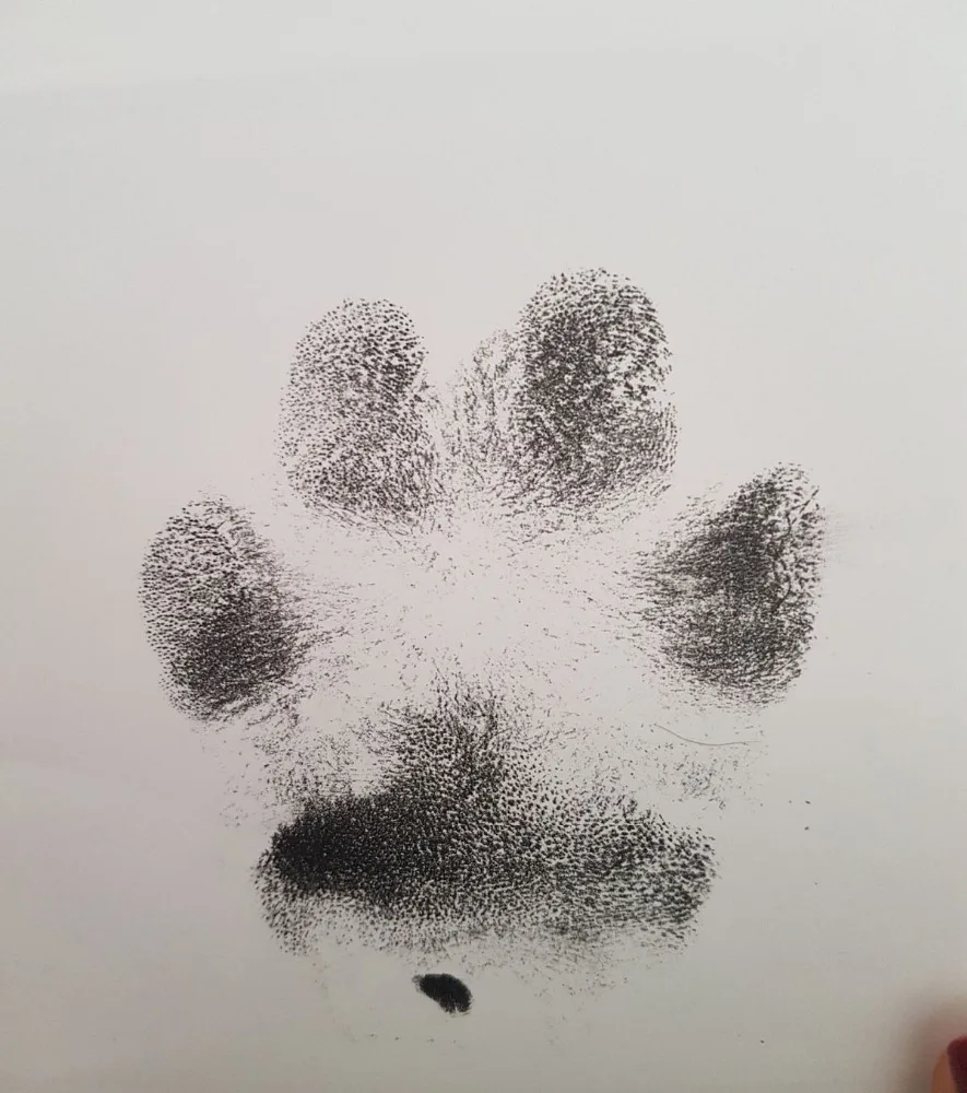 Monouso pet paw print stamp pad per cani o gatti